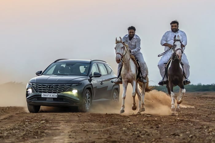 A tale of thoroughbreds